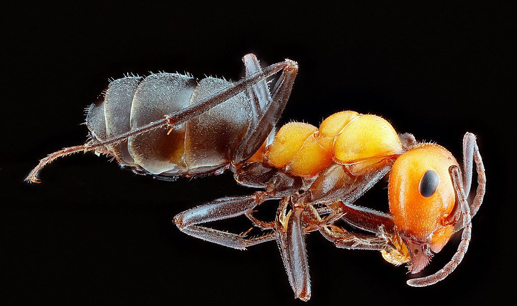 Ant Control service in Camarillo, CA