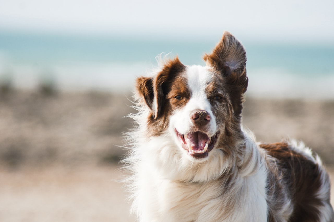 Flea & Tick Control service in Camarillo, CA