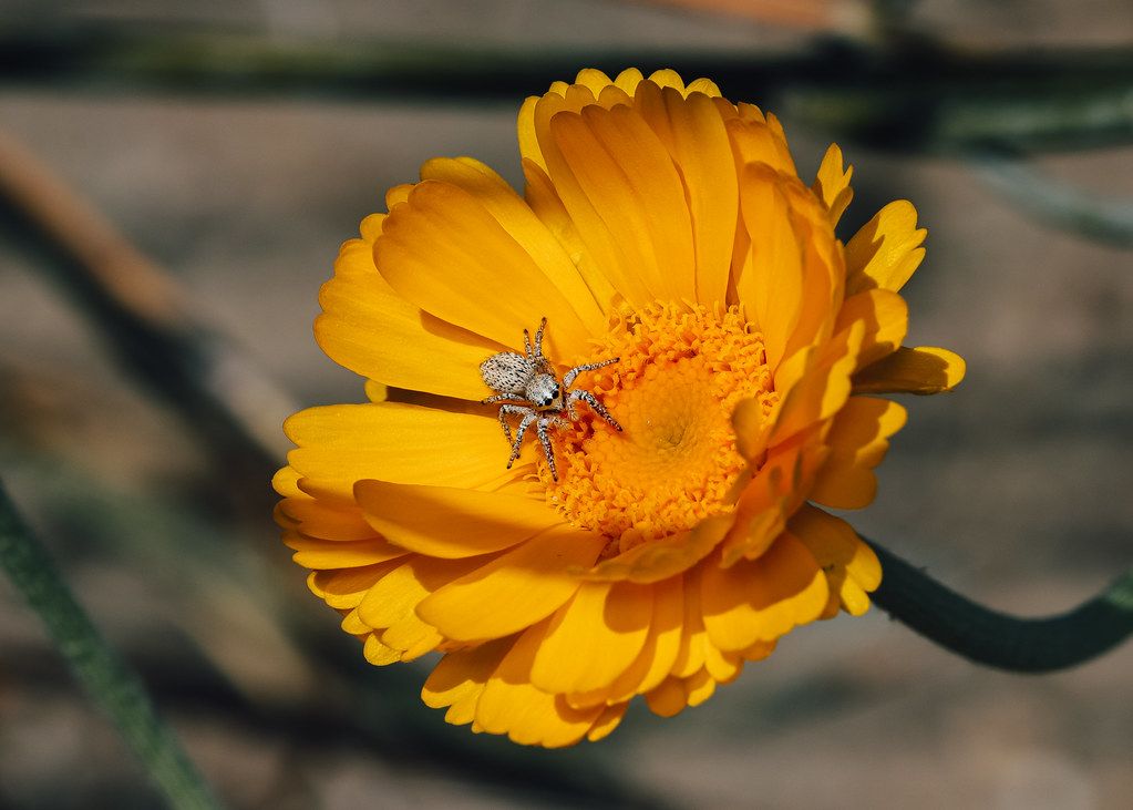 Spider Control service in Camarillo, CA